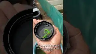 Veil tail zebra first day to last day life cycle #guppies