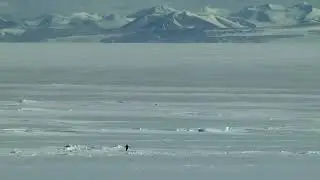 The Road Not Taken - Penguin Tribute