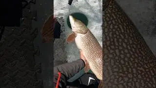 I caught a MEGA GIANT Pike!