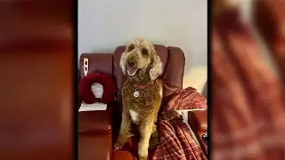 Rescued dog enjoys new home after local animal rescue says he nearly died