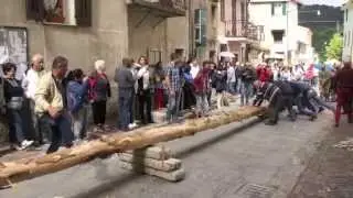 Bajardo festa di  Ra Barca 2015 issato il gigantesco pino