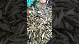 মাছের আরত -🐟#fishing #foryou #news #fish @JamunaTVbd @Samaatv