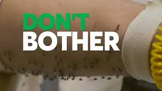 Don't Bother Using These Insect Repellents | Consumer Reports