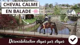 Passages étroits : Comment bien gérer les réactions de son cheval ?