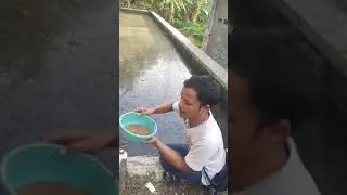 ngupai pakan putue iwak hiu alias gurami #komediindonesia #jawakocak #jawalucu #jawakomedi #