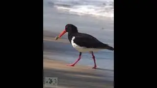 Pied Oystercatcher Feeding  #shorts