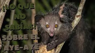Secretos del Aye-aye: El L&eacute;mur M&aacute;s Extra&ntilde;o de Madagascar | TutoTips