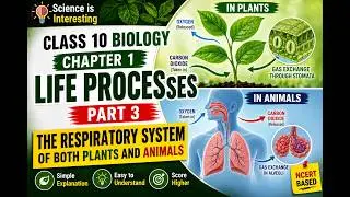 Life Processes | Respiratory System | Part 3 | Class 10 | Chapter 5 NCERT |
