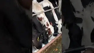 Beautiful Girl Feeds Calves #cows #withme #prettygirl