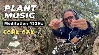 Cork Oak Plant Music 432Hz | Stress Relief, Meditation & Sleep
