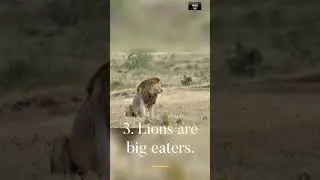 5 Facts about Lion #shorts#lions#africaanlions#