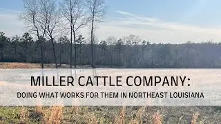 Компания Miller Cattle: что работает для них на северо-востоке Луизианы