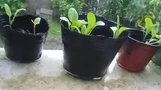 The Sound of RAIN DROPS ASMR