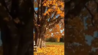 Nature - sounds of nature. Расслабляющая музыка для души 🍂🍁🪶