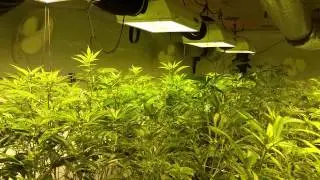 8000watt Kosher Kush / Og Kush