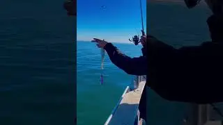 Makrelen angeln vom Boot ￼