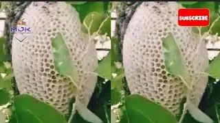 #PureHoney #NaturalHoney #HoneyBees #BeautifulNature #youtubeshorts #mjkstenographer