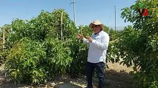 Visitamos la agr&iacute;cola Guili en Nazca