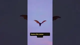 Flying Fox: Giant Bat That Looks Like a Fox!