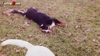 Animals Doing Funny And Cute Things Compilation