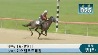 23년 7월경매 25번 Tapwrit x 미스벨오즈테일,암