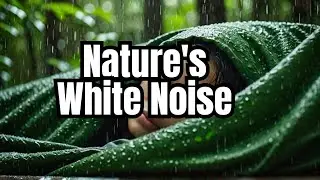 Rainforest Sounds: The Ultimate Sleep & Study Aid