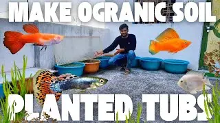 DIY Aquatic Plant Soil with Organic Soil & Vermicompost | 1 Month Review + Fish Growth
