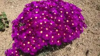 South African Ice Plant