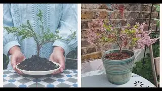 BONSAI K&Eacute;SZ&Iacute;T&Eacute;S EGYSZERŰEN
