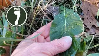 A wild edible winter green . . . wintercress!