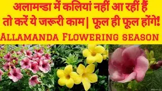 How to get more flowers on Allamanda/Allamanda Plant Care Tips/Allamanda Flowering Secrets #youtube