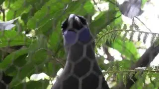 Kokako bird that says it's own name