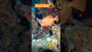 Peter Island (BVI 🇻🇬) - Glasseye Snapper #fish