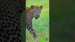 Young Leopard's Fierce Gaze: Nature's Next Top Predator ☘️🫒🌲🐆  #bigcat #bigcatrescue #discovery