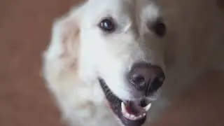 How Dogs Read Human Emotions