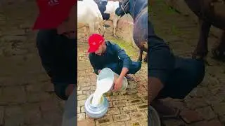 30kg milk arstelian friesain biggest cows hf cow desi breed bigg bull #youtube#Youtubeshorts #shorts