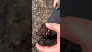 Martin Obenaus talking about his earthworm farm.