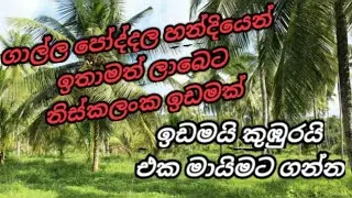 # land for sale in galle - poddala (ගාල්ල නගරයට ආසන්නව පොද්දලින් හොද ඉඩමක් )