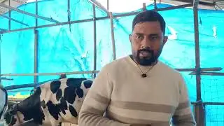 Cow farming in Nepal / Nirajan Oli Jhapa गाइपालन ब्यवसायमा झापाका निराजन ओली 