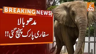 Elephant 