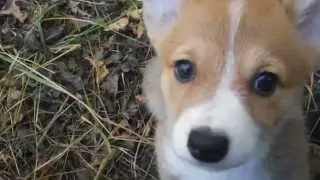 Corgi Adventures