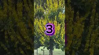 Tres &aacute;rboles asombrosos en el llano