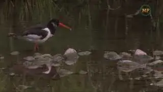 Beccaccia di  mare  ( Haematopus ostralegus )
