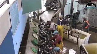 Artificial insemination millions fish eggs and an amazing process harvesting salmon eggs