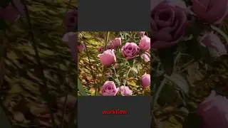 От плоского к живому &mdash; рабочий процесс Redshift Ground в Cinema 4D