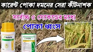  ধানের কারেন্ট পোকা দমনের সেরা কীটনাশক। বাদামি গাছ ফড়িং দমনের উপায়। কারেন্ট পোকা দমন পদ্ধতি।
