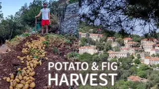 Harvesting Potatoes in an Authentic Croatian Village