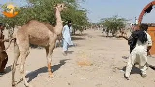 Little Angry Camel Loaded In Vehicle | Camels Open Sell Market Islamkot Thar