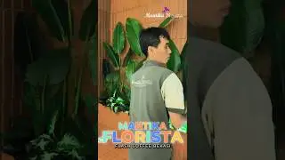 Calathea Palsu #flashcoffe #dekorasiresto #dekorasikantor #dekorasicafe #fakeplants #fakeplastictree
