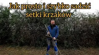 Jak szybko i łatwo sadzić dziką różę